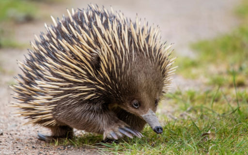 Introduction to the Theme: Hedgehog from Chrome web store to be run with OffiDocs Chromium online Introduction to the Theme: Hedgehog from Chrome web store to be run with OffiDocs Chromium online