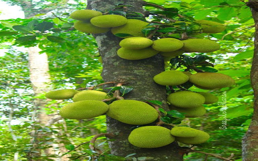jackfruit tree wallpaper from Chrome web store to be run with OffiDocs Chromium online jackfruit tree wallpaper from Chrome web store to be run with OffiDocs Chromium online