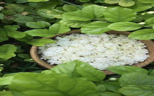 Jasmine basket wallpaper from Chrome web store to be run with OffiDocs Chromium online Jasmine basket wallpaper from Chrome web store to be run with OffiDocs Chromium online