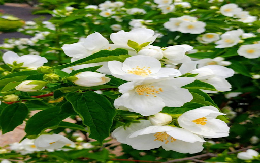 Jasmine Flower in Bloom Wallpaper from Chrome web store to be run with OffiDocs Chromium online Jasmine Flower in Bloom Wallpaper from Chrome web store to be run with OffiDocs Chromium online