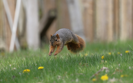 Jumping Squirrel from Chrome web store to be run with OffiDocs Chromium online Jumping Squirrel from Chrome web store to be run with OffiDocs Chromium online