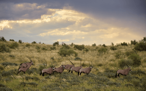 Kgalagadi Transfrontier from Chrome web store to be run with OffiDocs Chromium online Kgalagadi Transfrontier from Chrome web store to be run with OffiDocs Chromium online