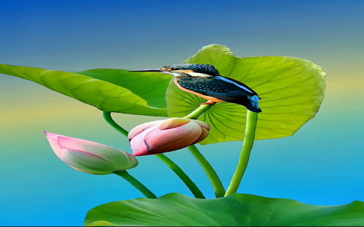 Kingfisher wallpaper from Chrome web store to be run with OffiDocs Chromium online Kingfisher wallpaper from Chrome web store to be run with OffiDocs Chromium online