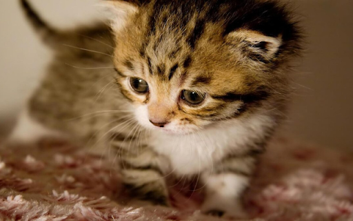 Kitten: A Tiny Ball of Cuteness and Playfulness from Chrome web store to be run with OffiDocs Chromium online Kitten: A Tiny Ball of Cuteness and Playfulness from Chrome web store to be run with OffiDocs Chromium online