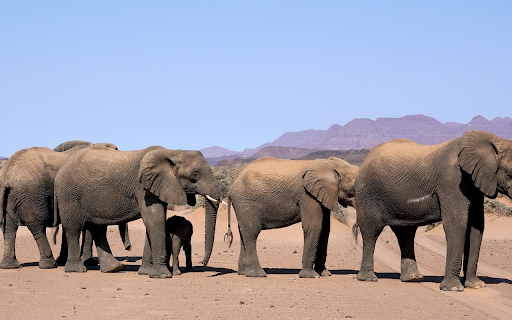 Knitting elephants in the desert from Chrome web store to be run with OffiDocs Chromium online Knitting elephants in the desert from Chrome web store to be run with OffiDocs Chromium online