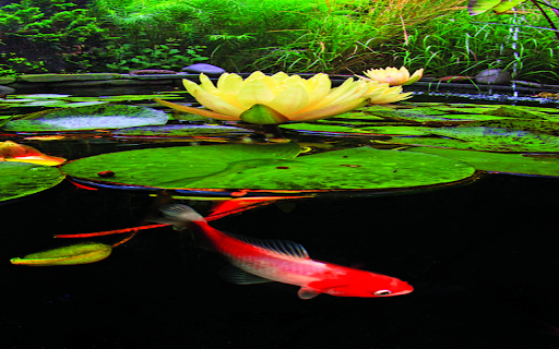 Koi fish and water lily wallpaper from Chrome web store to be run with OffiDocs Chromium online Koi fish and water lily wallpaper from Chrome web store to be run with OffiDocs Chromium online