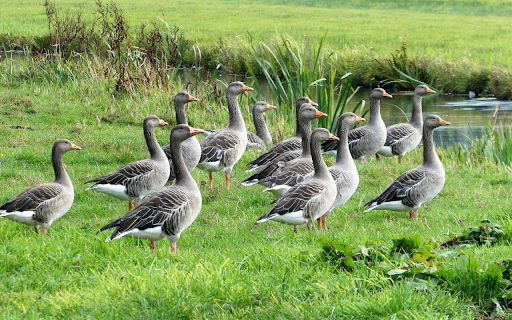 Large flock of geese on the grass field from Chrome web store to be run with OffiDocs Chromium online Large flock of geese on the grass field from Chrome web store to be run with OffiDocs Chromium online