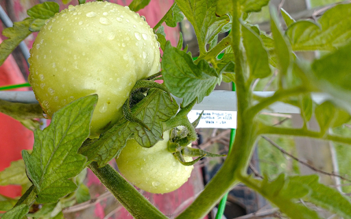 Large green tomatoes from Chrome web store to be run with OffiDocs Chromium online Large green tomatoes from Chrome web store to be run with OffiDocs Chromium online