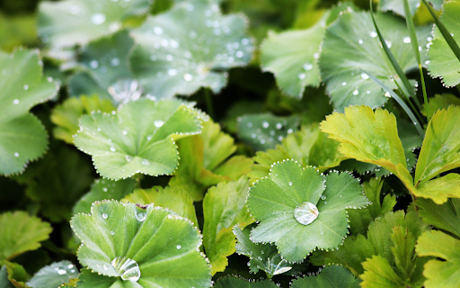 Leaves and Dew from Chrome web store to be run with OffiDocs Chromium online Leaves and Dew from Chrome web store to be run with OffiDocs Chromium online