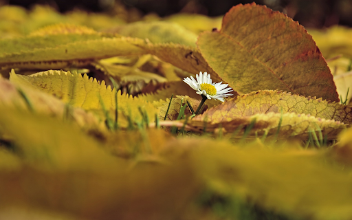Leaves fall on the grass from Chrome web store to be run with OffiDocs Chromium online Leaves fall on the grass from Chrome web store to be run with OffiDocs Chromium online