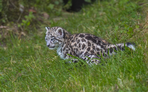Leopard cub hunting from Chrome web store to be run with OffiDocs Chromium online Leopard cub hunting from Chrome web store to be run with OffiDocs Chromium online