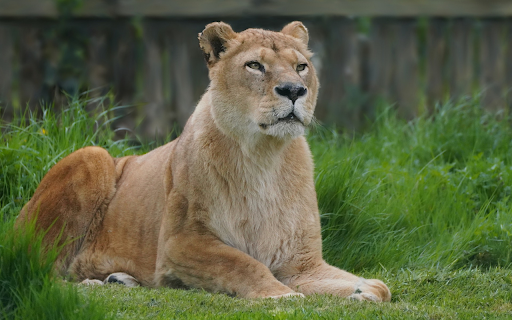 lion lying on the grass from Chrome web store to be run with OffiDocs Chromium online lion lying on the grass from Chrome web store to be run with OffiDocs Chromium online