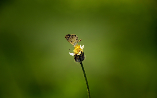 Little butterfly from Chrome web store to be run with OffiDocs Chromium online Little butterfly from Chrome web store to be run with OffiDocs Chromium online