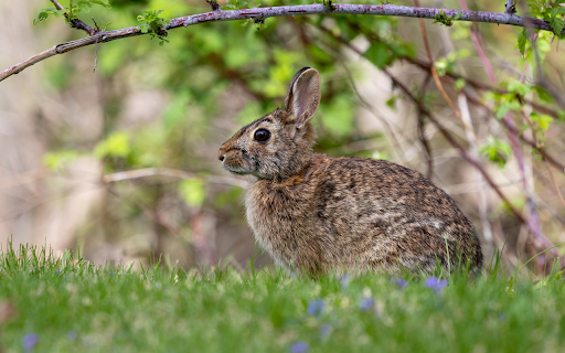 Little Eared Hare from Chrome web store to be run with OffiDocs Chromium online Little Eared Hare from Chrome web store to be run with OffiDocs Chromium online