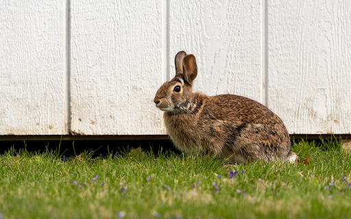 Little Eared Rabbit from Chrome web store to be run with OffiDocs Chromium online Little Eared Rabbit from Chrome web store to be run with OffiDocs Chromium online