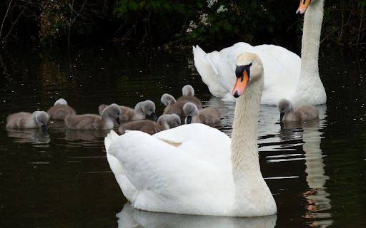 Little Swans from Chrome web store to be run with OffiDocs Chromium online Little Swans from Chrome web store to be run with OffiDocs Chromium online