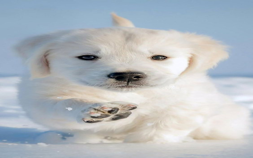 Little white dog wallpaper from Chrome web store to be run with OffiDocs Chromium online Little white dog wallpaper from Chrome web store to be run with OffiDocs Chromium online