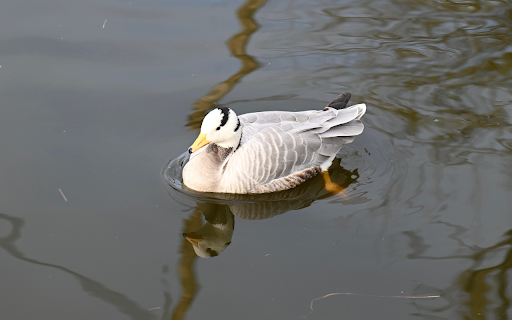 Little White Goose from Chrome web store to be run with OffiDocs Chromium online Little White Goose from Chrome web store to be run with OffiDocs Chromium online