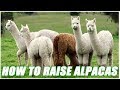 Llama Ranch from Chrome web store to be run with OffiDocs Chromium online Llama Ranch from Chrome web store to be run with OffiDocs Chromium online