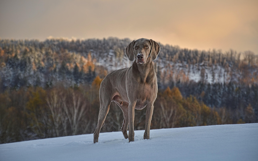 Lone Dog in Snowy Wilderness from Chrome web store to be run with OffiDocs Chromium online Lone Dog in Snowy Wilderness from Chrome web store to be run with OffiDocs Chromium online