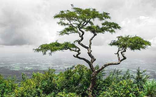 lonely tropical tree valley nelliyampathy hills kerala india from Chrome web store to be run with OffiDocs Chromium online lonely tropical tree valley nelliyampathy hills kerala india from Chrome web store to be run with OffiDocs Chromium online