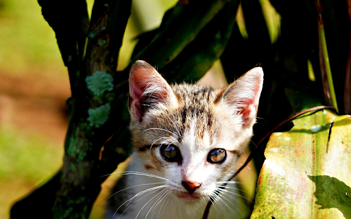 Long bearded kitten from Chrome web store to be run with OffiDocs Chromium online Long bearded kitten from Chrome web store to be run with OffiDocs Chromium online