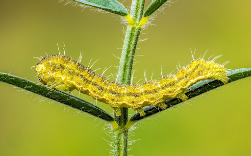 Long Caterpillar from Chrome web store to be run with OffiDocs Chromium online Long Caterpillar from Chrome web store to be run with OffiDocs Chromium online