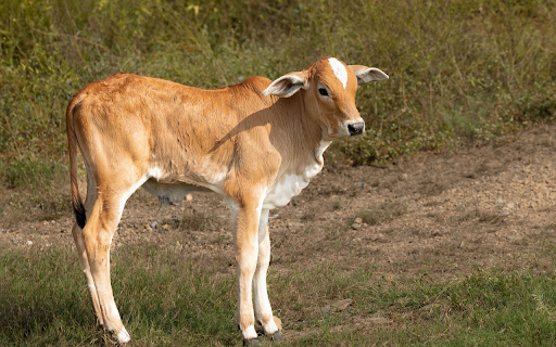 Long legged calf from Chrome web store to be run with OffiDocs Chromium online Long legged calf from Chrome web store to be run with OffiDocs Chromium online