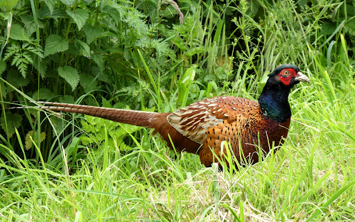 Long tailed chicken from Chrome web store to be run with OffiDocs Chromium online Long tailed chicken from Chrome web store to be run with OffiDocs Chromium online