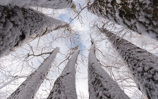 Looking Up at Snowy Trees from Chrome web store to be run with OffiDocs Chromium online Looking Up at Snowy Trees from Chrome web store to be run with OffiDocs Chromium online
