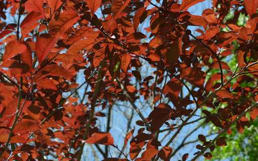 Looking Up Through Red Leaves from Chrome web store to be run with OffiDocs Chromium online Looking Up Through Red Leaves from Chrome web store to be run with OffiDocs Chromium online