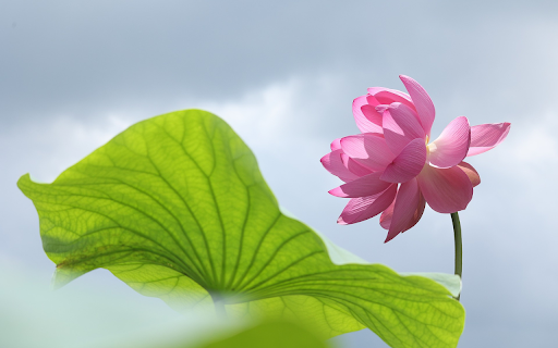 Lotus in the wind from Chrome web store to be run with OffiDocs Chromium online Lotus in the wind from Chrome web store to be run with OffiDocs Chromium online