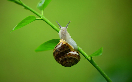 Lotus snails climb trees from Chrome web store to be run with OffiDocs Chromium online Lotus snails climb trees from Chrome web store to be run with OffiDocs Chromium online