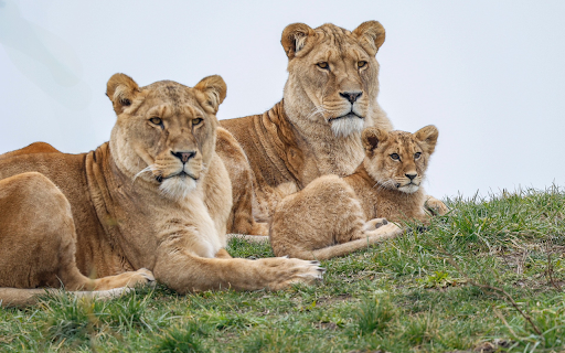 Lovely lion family from Chrome web store to be run with OffiDocs Chromium online Lovely lion family from Chrome web store to be run with OffiDocs Chromium online