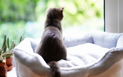 Luxurious cat nest from Chrome web store to be run with OffiDocs Chromium online Luxurious cat nest from Chrome web store to be run with OffiDocs Chromium online