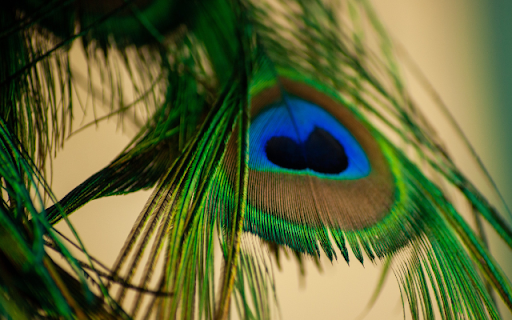 Macro Peacock Feather from Chrome web store to be run with OffiDocs Chromium online Macro Peacock Feather from Chrome web store to be run with OffiDocs Chromium online