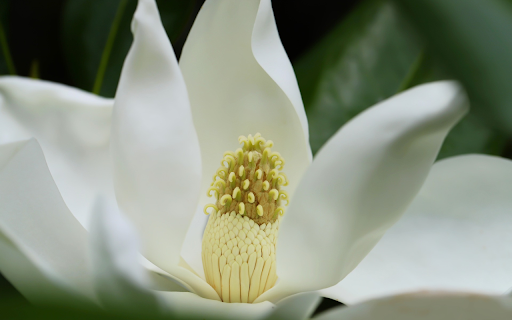 Magnolia flower from Chrome web store to be run with OffiDocs Chromium online Magnolia flower from Chrome web store to be run with OffiDocs Chromium online