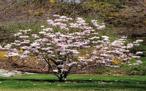 magnolia tree wallpaper from Chrome web store to be run with OffiDocs Chromium online magnolia tree wallpaper from Chrome web store to be run with OffiDocs Chromium online