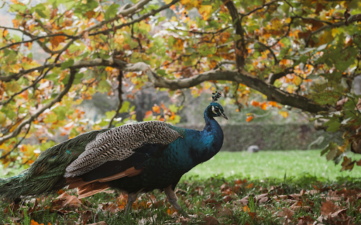 Majestic Peacock in Vibrant Autumn Forest Scene from Chrome web store to be run with OffiDocs Chromium online Majestic Peacock in Vibrant Autumn Forest Scene from Chrome web store to be run with OffiDocs Chromium online