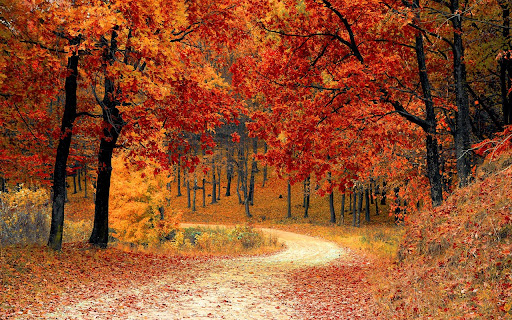 Maple forest from Chrome web store to be run with OffiDocs Chromium online Maple forest from Chrome web store to be run with OffiDocs Chromium online