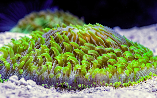 marine life from Chrome web store to be run with OffiDocs Chromium online marine life from Chrome web store to be run with OffiDocs Chromium online