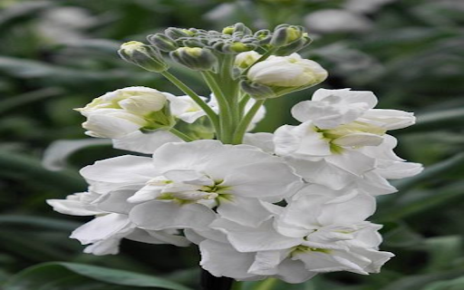 Matthiola incana flower wallpaper from Chrome web store to be run with OffiDocs Chromium online Matthiola incana flower wallpaper from Chrome web store to be run with OffiDocs Chromium online