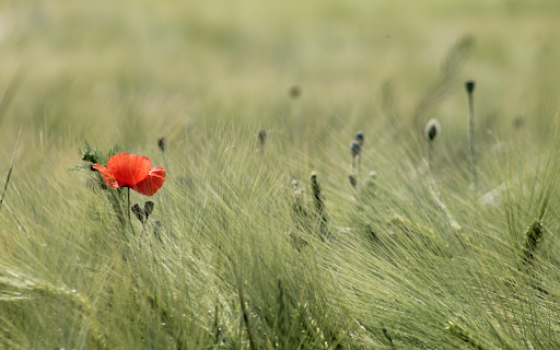 Meadow and flowers from Chrome web store to be run with OffiDocs Chromium online Meadow and flowers from Chrome web store to be run with OffiDocs Chromium online