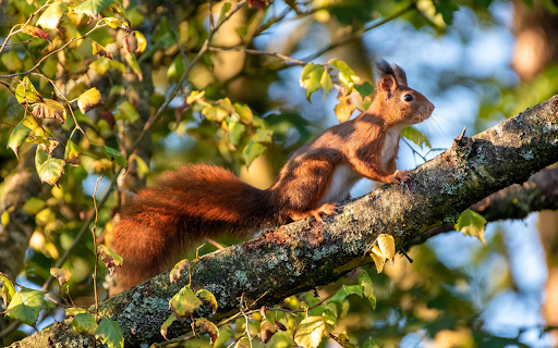 Mischievous squirrel from Chrome web store to be run with OffiDocs Chromium online Mischievous squirrel from Chrome web store to be run with OffiDocs Chromium online
