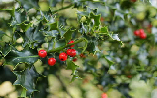 Mistletoe from Chrome web store to be run with OffiDocs Chromium online Mistletoe from Chrome web store to be run with OffiDocs Chromium online