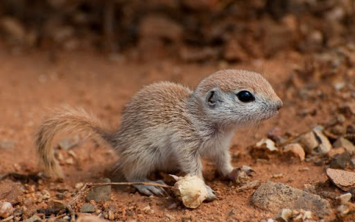 Mohave Ground Squirrel Theme – A Rare Desert Explorer from Chrome web store to be run with OffiDocs Chromium online Mohave Ground Squirrel Theme – A Rare Desert Explorer from Chrome web store to be run with OffiDocs Chromium online