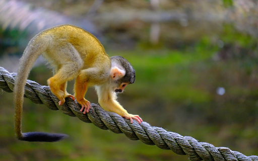 Monkey ape rope animal from Chrome web store to be run with OffiDocs Chromium online Monkey ape rope animal from Chrome web store to be run with OffiDocs Chromium online