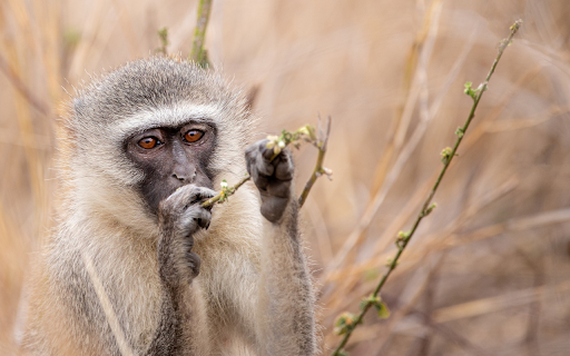 Monkey breaks branches from Chrome web store to be run with OffiDocs Chromium online Monkey breaks branches from Chrome web store to be run with OffiDocs Chromium online