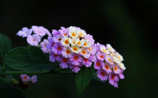 Morning Dew on Lantana from Chrome web store to be run with OffiDocs Chromium online Morning Dew on Lantana from Chrome web store to be run with OffiDocs Chromium online