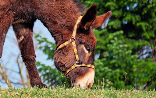 Mule from Chrome web store to be run with OffiDocs Chromium online Mule from Chrome web store to be run with OffiDocs Chromium online